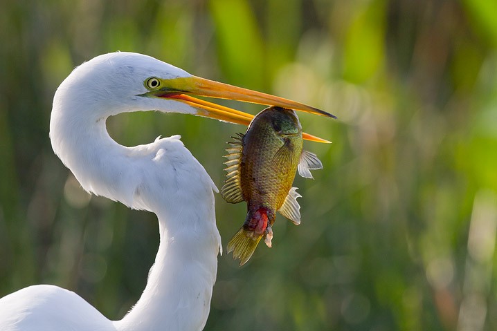 Silberreiher Ardea alba Great White Egret